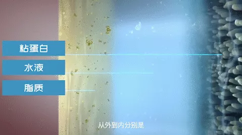 淚膜的構(gòu)成